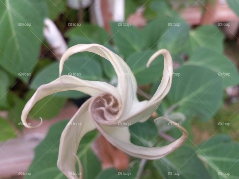 the beginning of the moonflower opening up, begging for less sun.