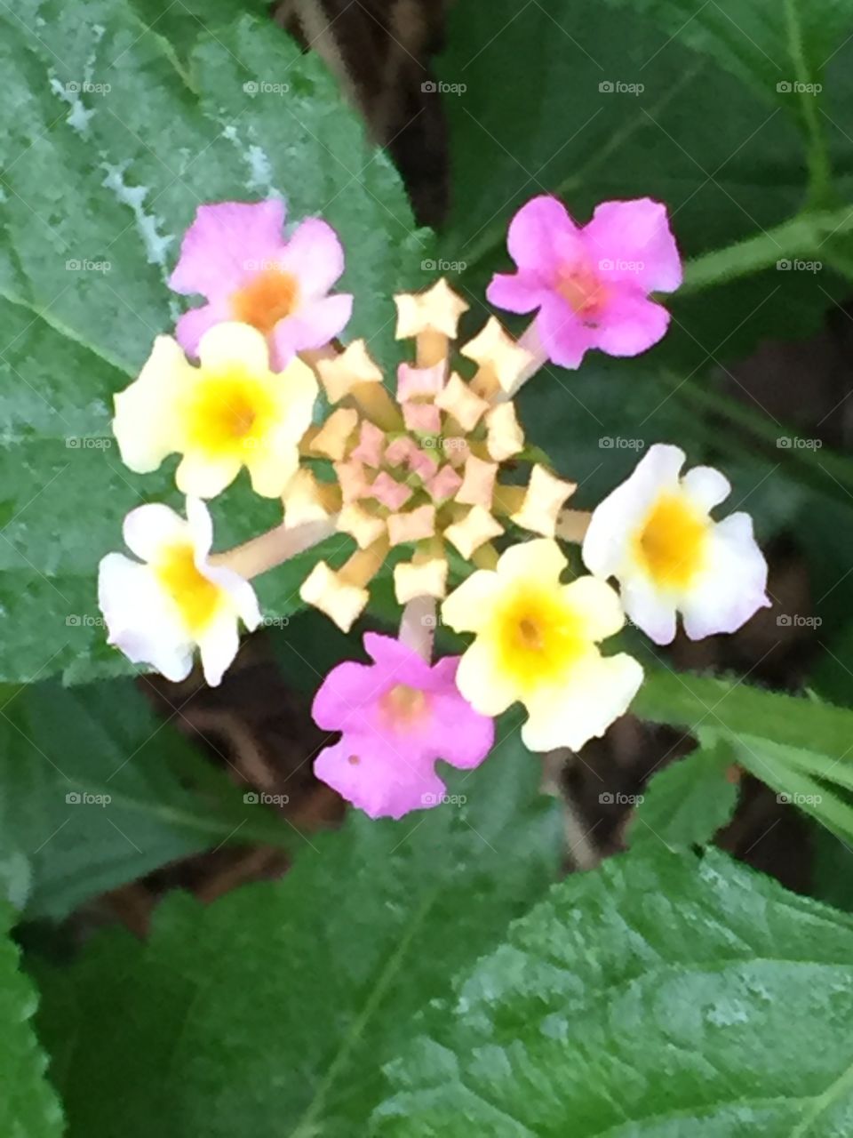 Lantana