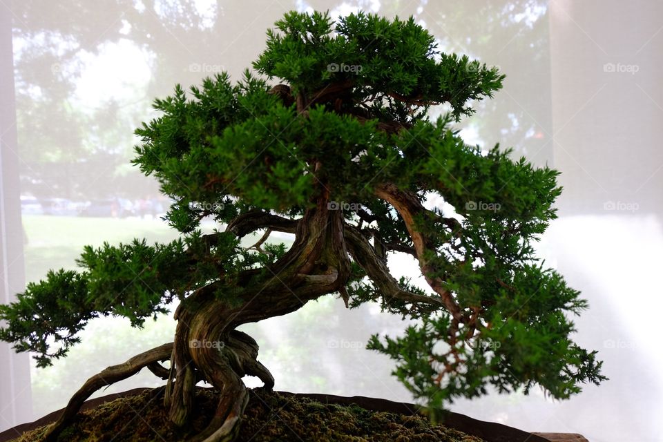 Bonsai