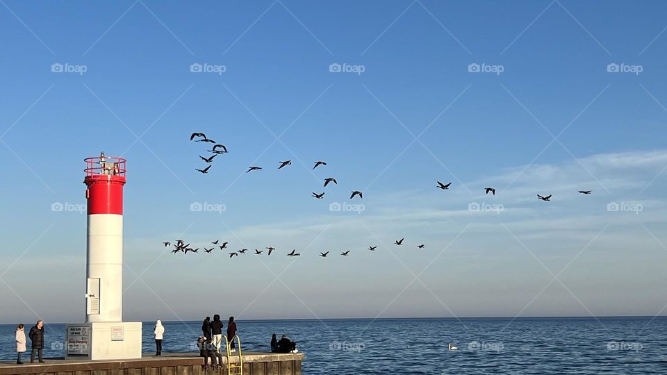 Flying birds in spring moving 