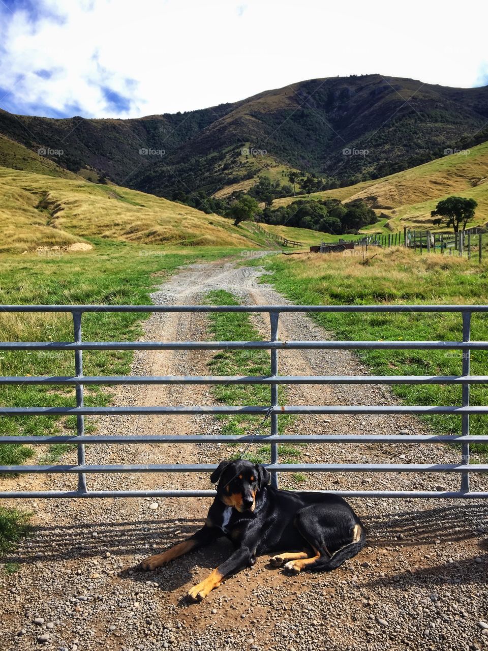 Guard dog taking a break in the afternoon sun