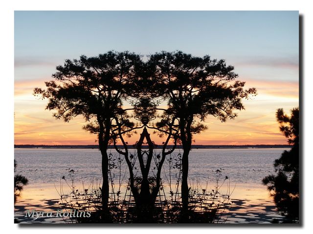 Sunset in the trees