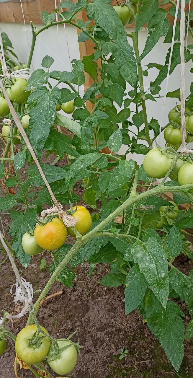 tomatoes gardening love earth