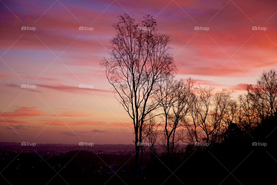 Silhouette of a trees during sunset