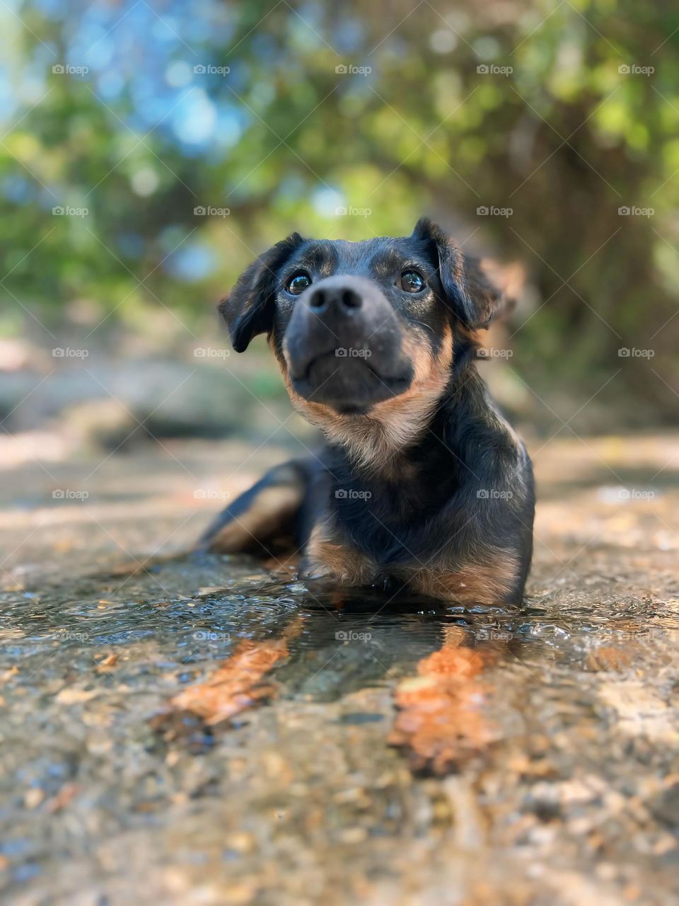 Dog in the water 