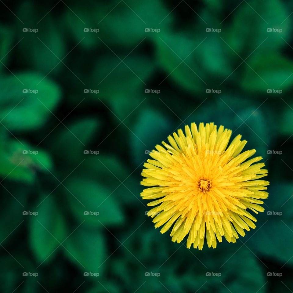 Yellow dandelion. Copy space. Green background.