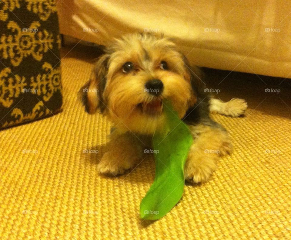 Dog eating leaf