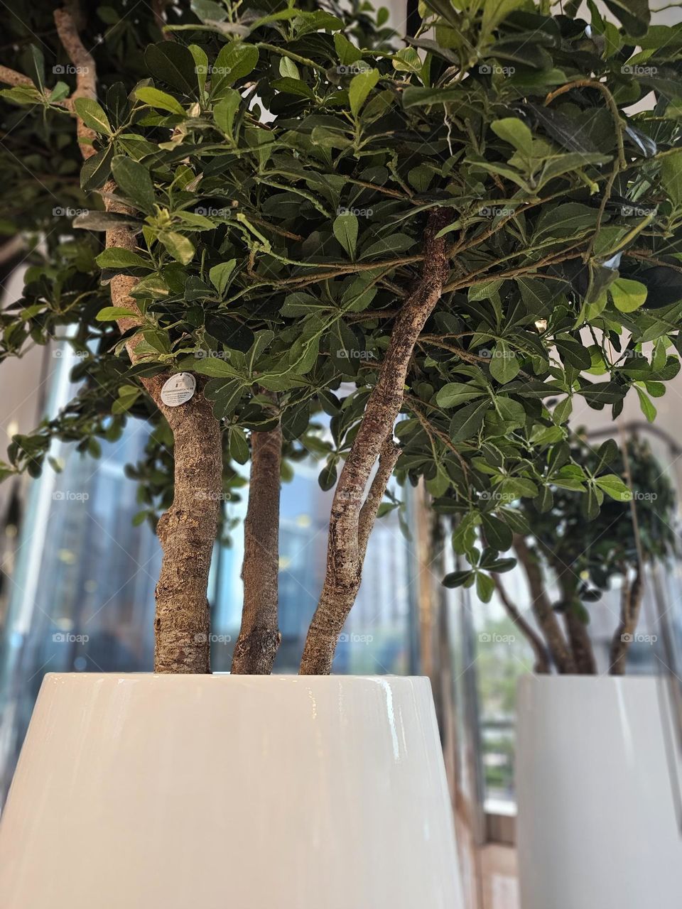 Indoor plant with green leaves and it's reflection