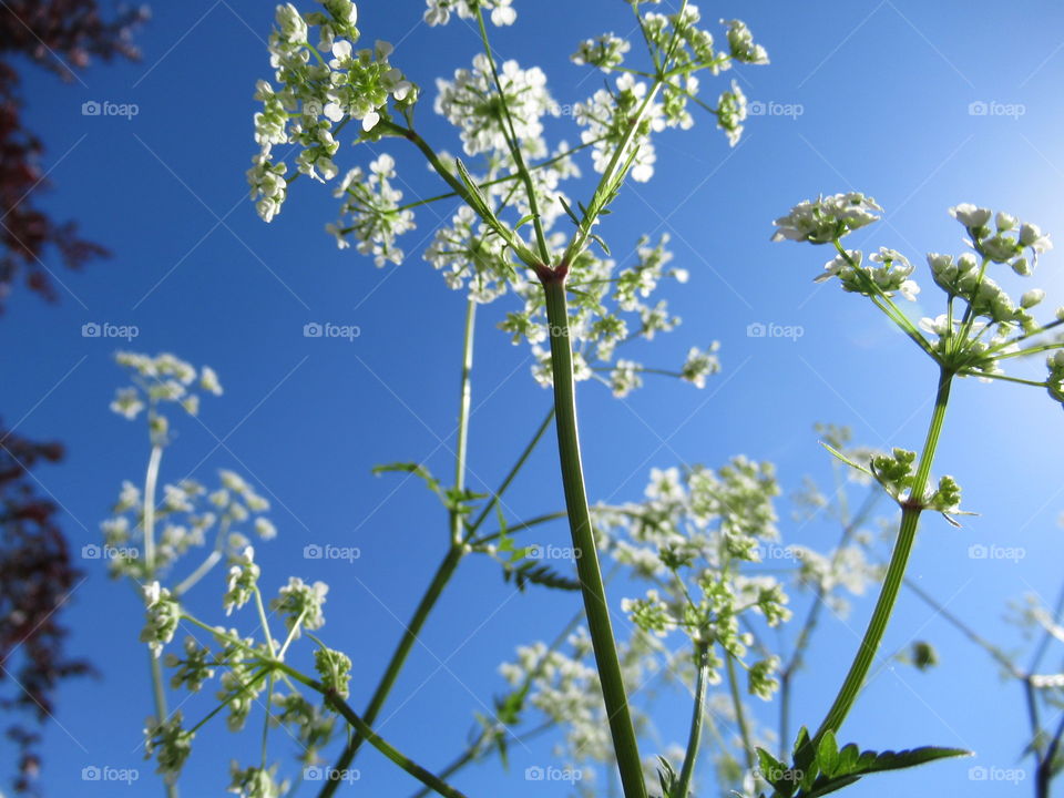 wildflowers