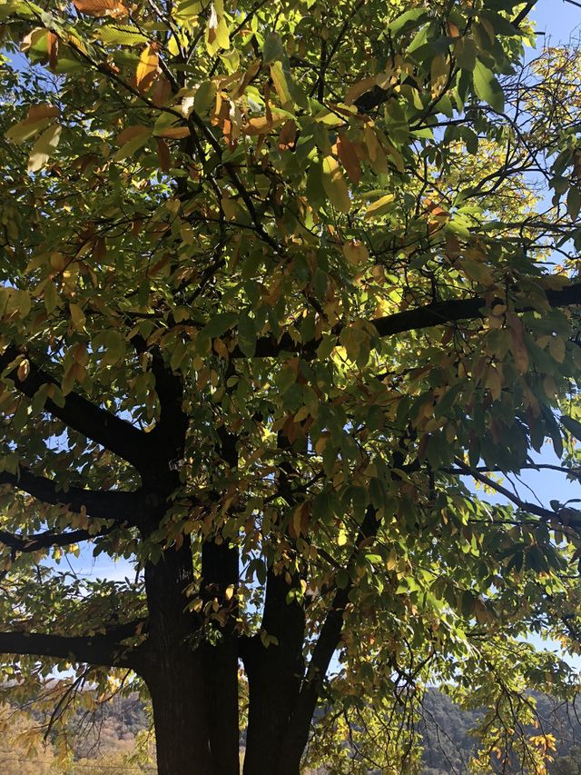 Chestnut Tree