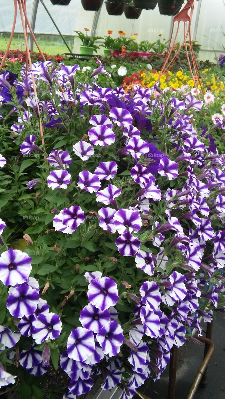 flowers purple annual pots shop pretty spring