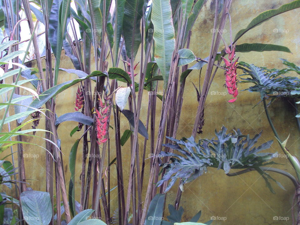 Flowers. Wall plants