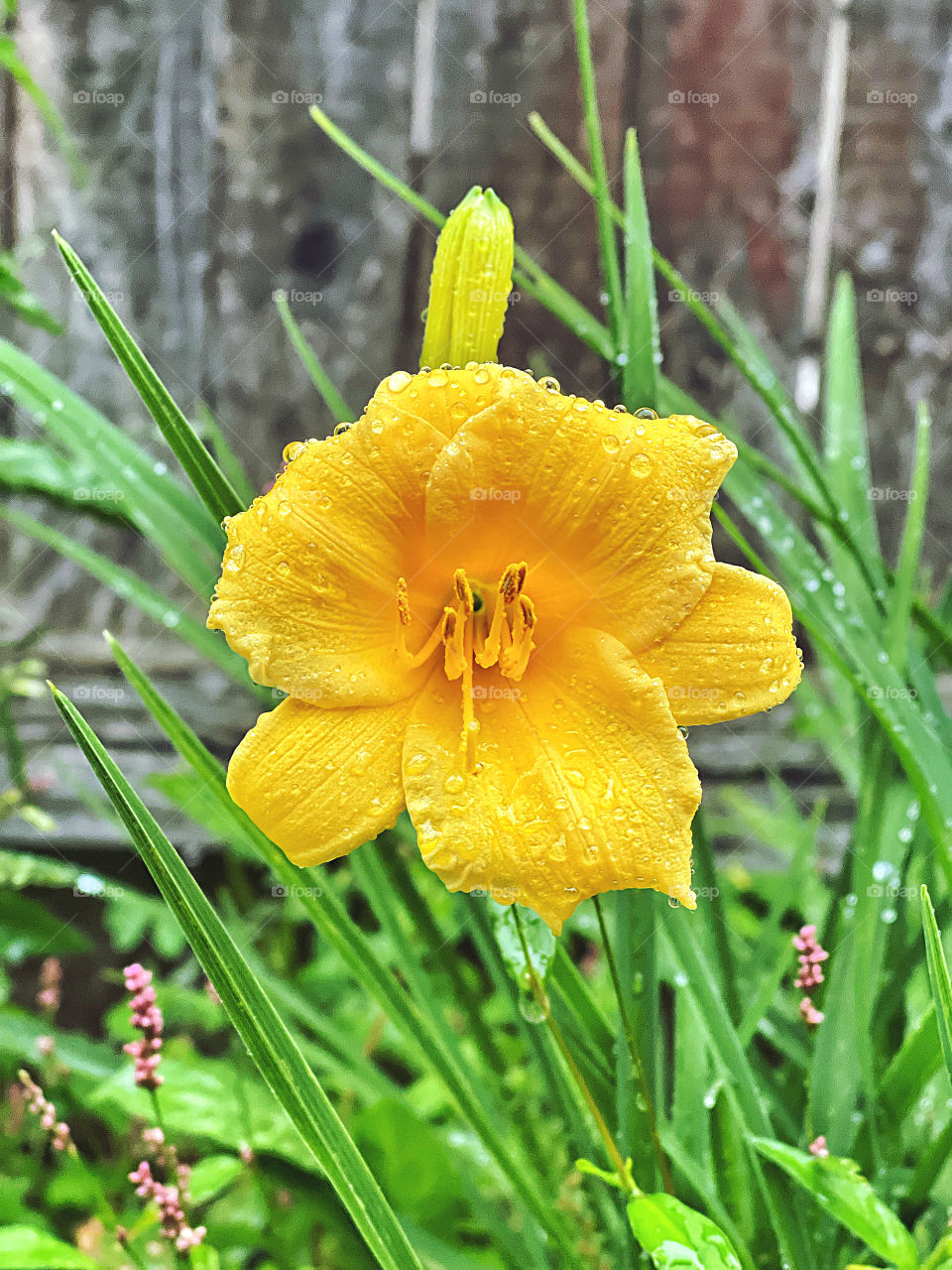 Yellow lily after the rain… 