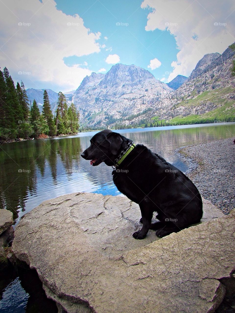 Black Labrador in nature