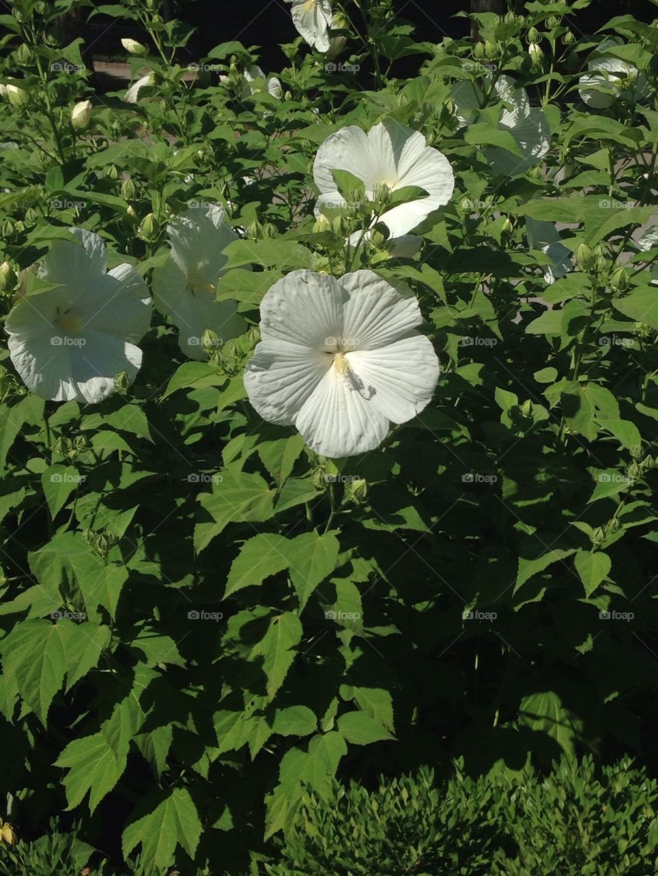 Flowers