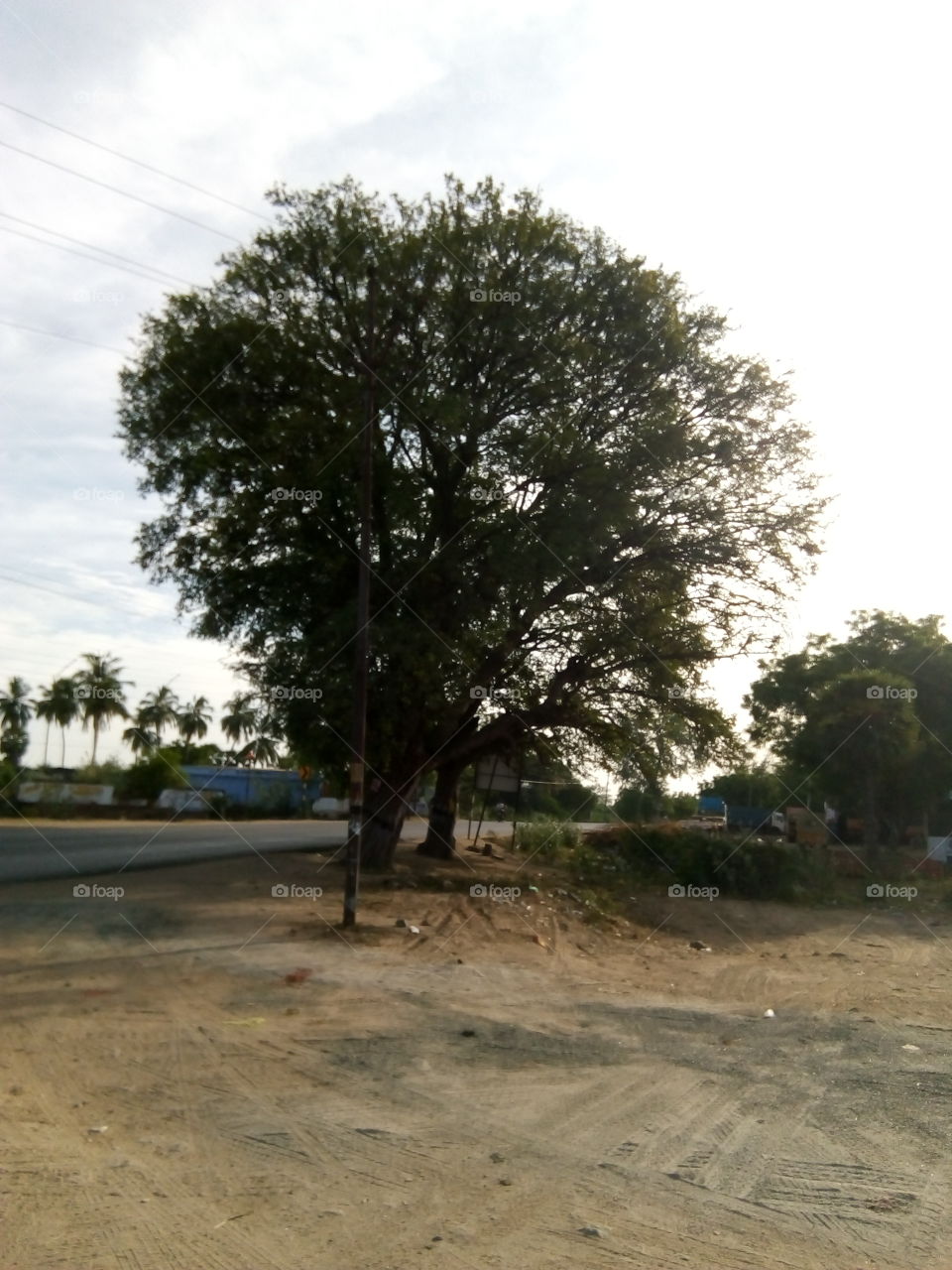 natural tree