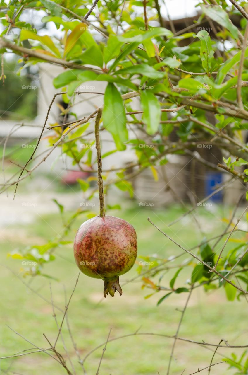 Hanging Pomegranate