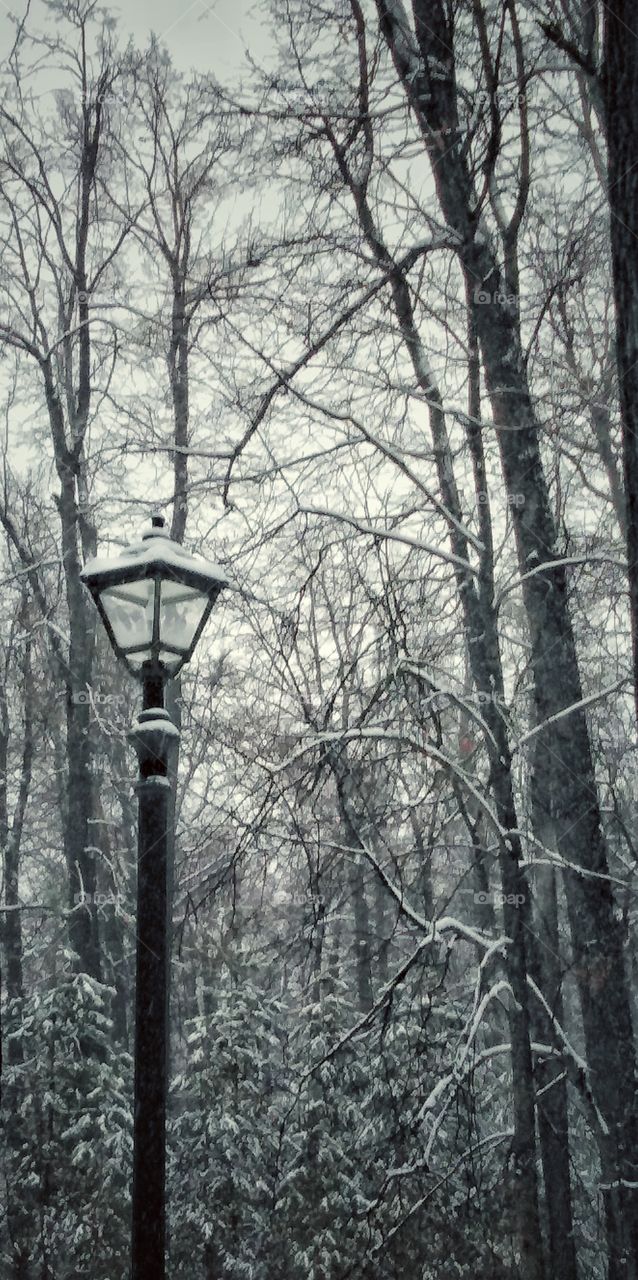 Forest lantern