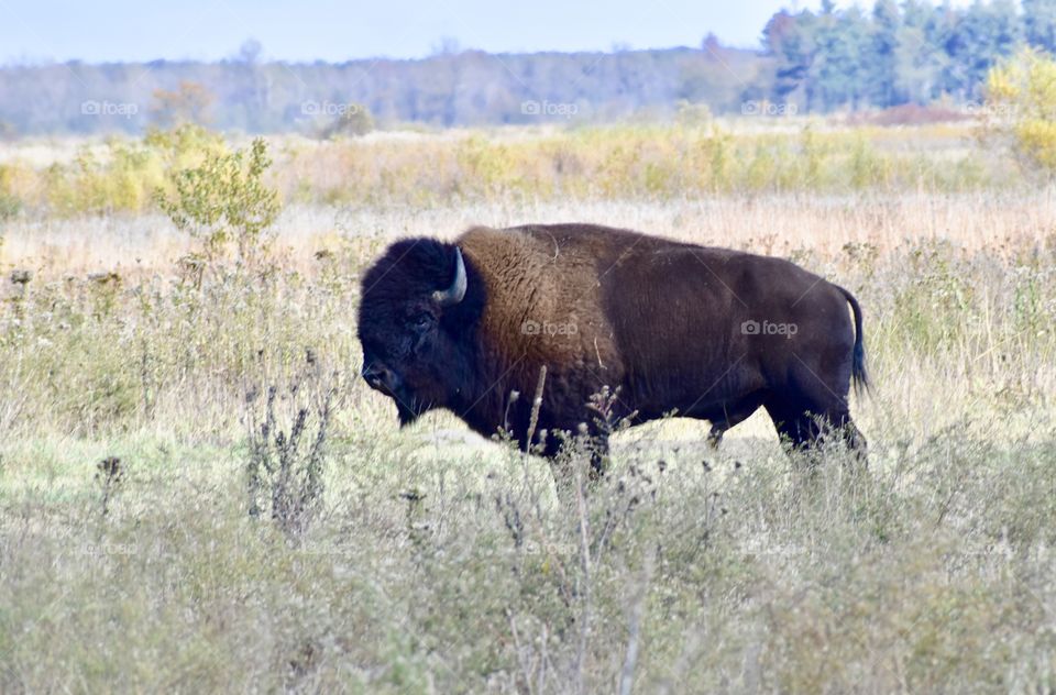 Bison Bull in the prairie 
