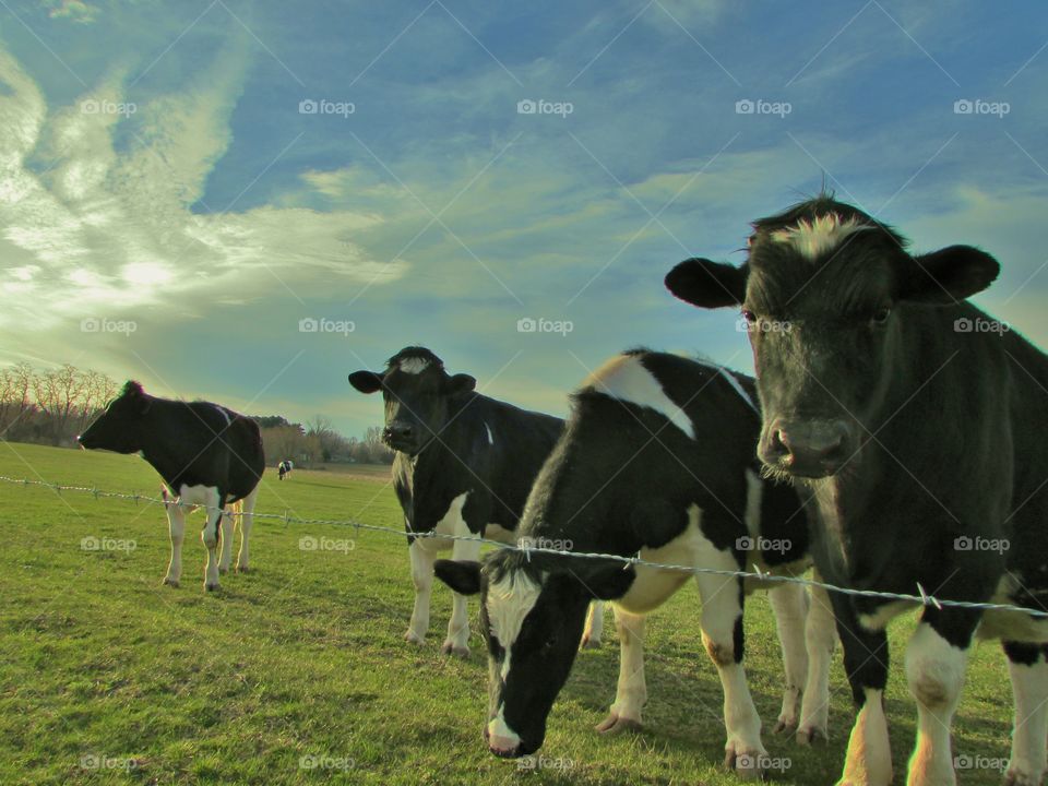 Cows and sky