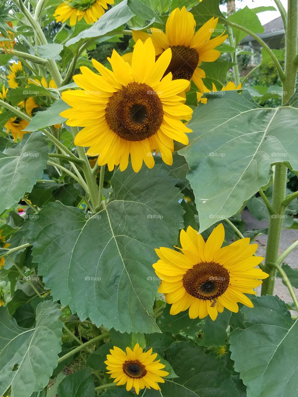 Happy sunflowers
