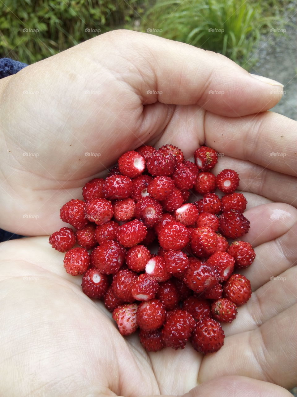 Schwarzwald in Bad Wildbad