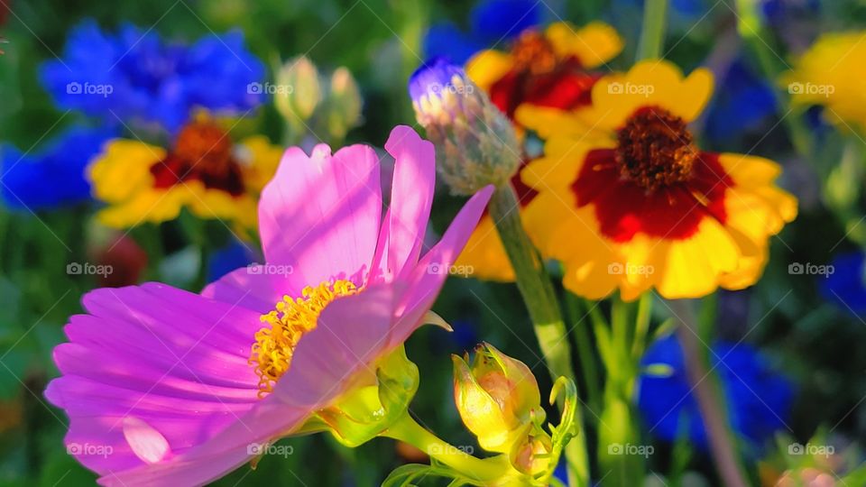 my wildflowers in full bloom