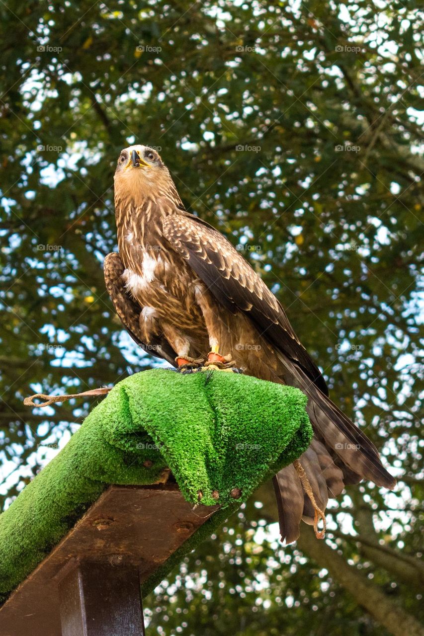 Bird of prey perched, a common buzzard (Buteo buteo)