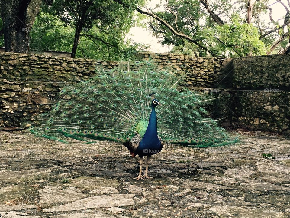 Peacock 