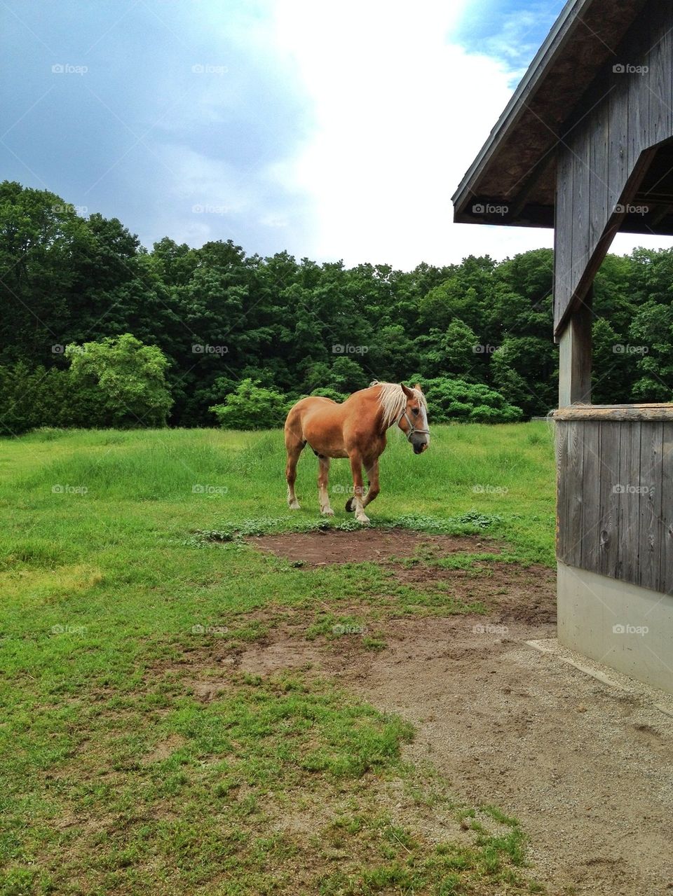 On the farm