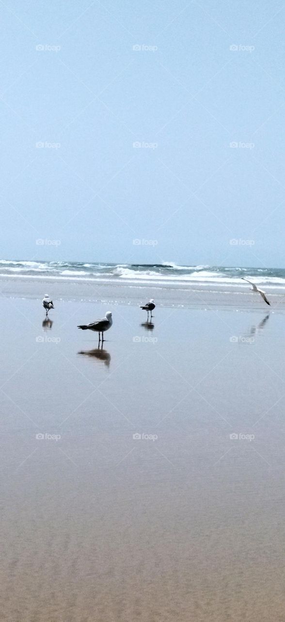 Beautiful flock of seagulls near the sea.