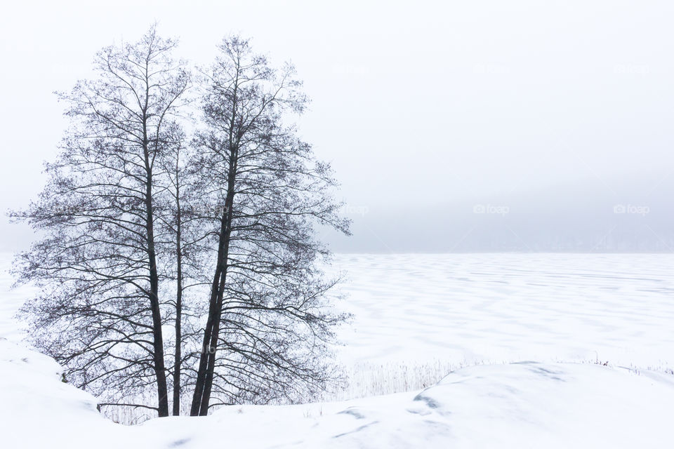 Tree by frozen lake covered with snow wave pattern, natural black and white winter landscape in fog
