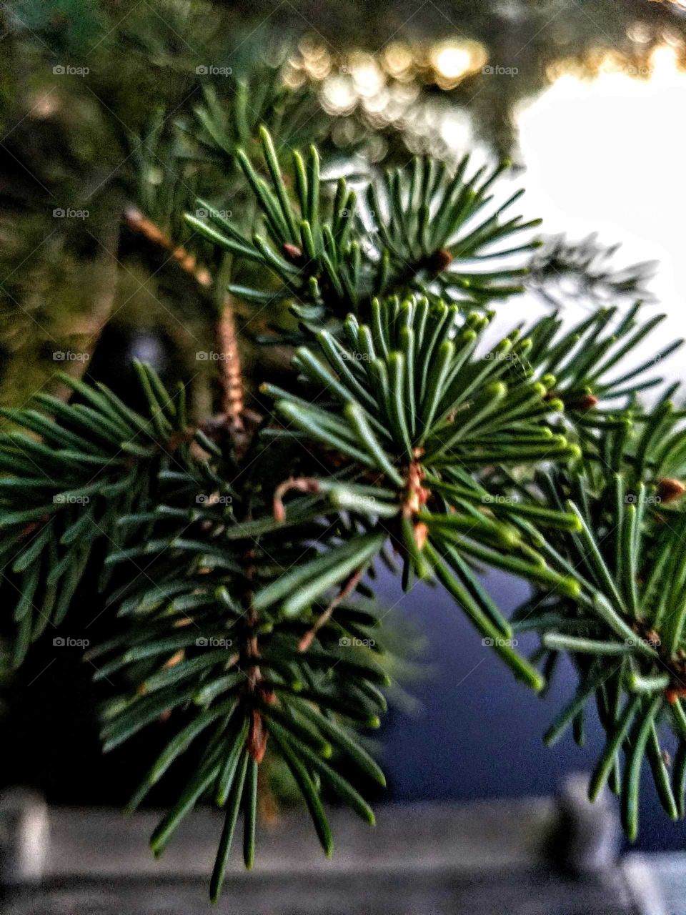 Close-up of a fir tree