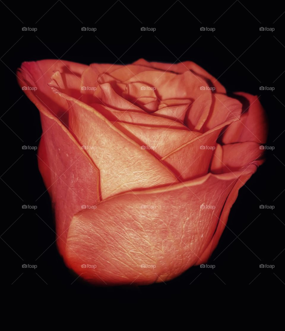 Single rose