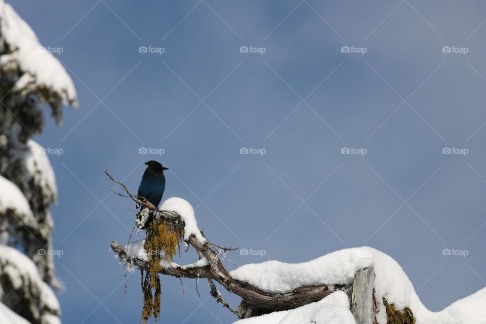 Bird perched on a branch with snow 