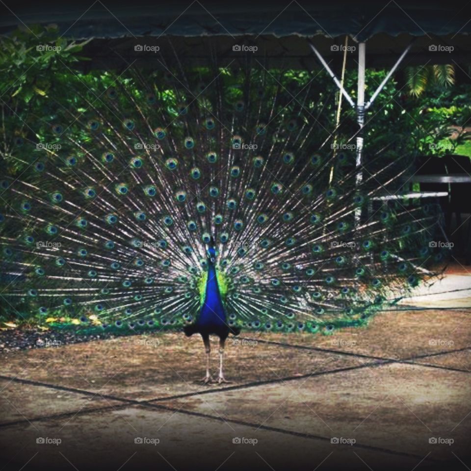 Peacock in Waimea 