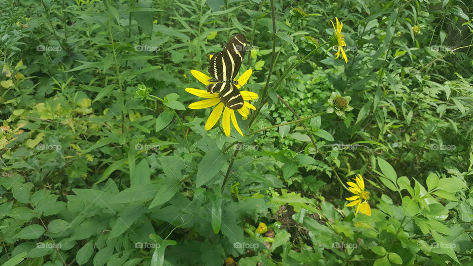 zebra butterfly