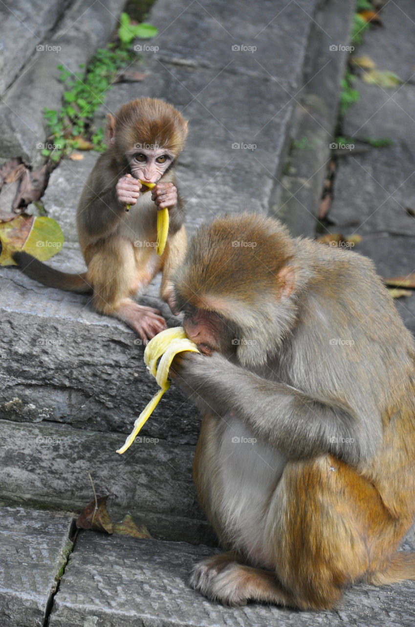 monkey family eating banana in Kathmandu temple