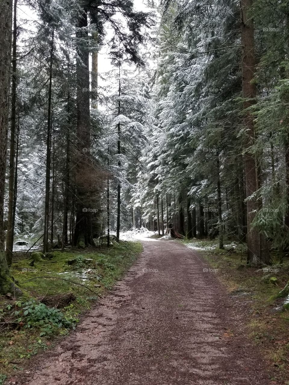 Black Forest to Narnia