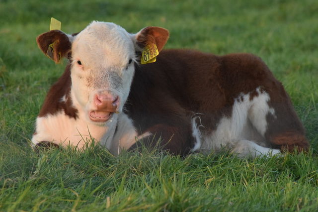 Calf resting on grass