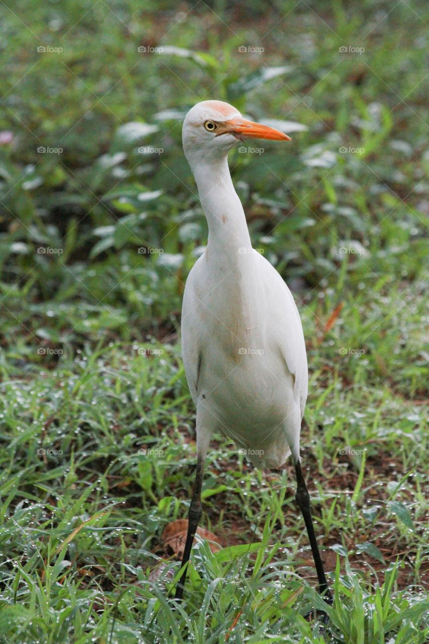 The bird is confident of her own legs when she sits, ready to spring off when required.