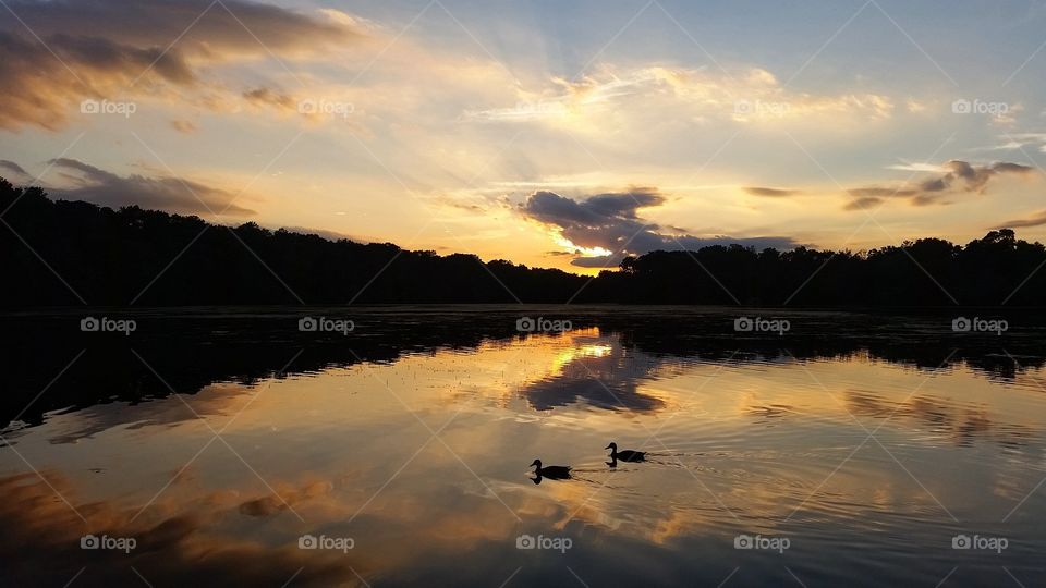 Ducks at sunset