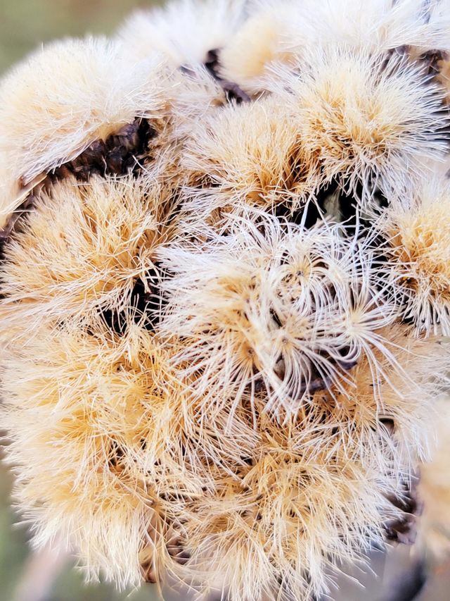 Fuzzy