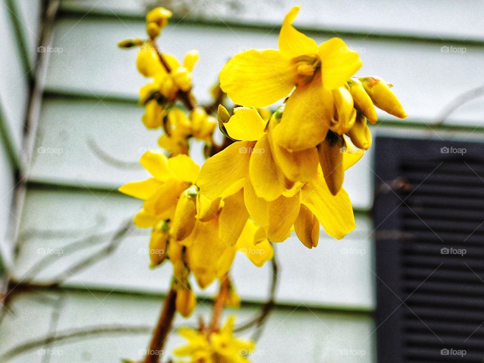 Forsythia