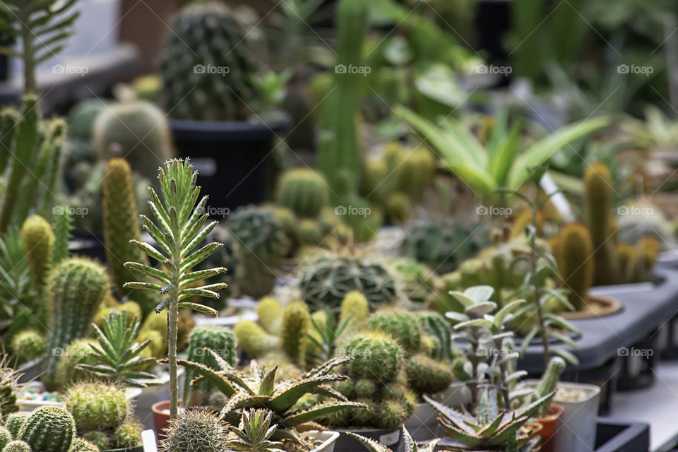 Many Small Cactus For decorative plant on table.