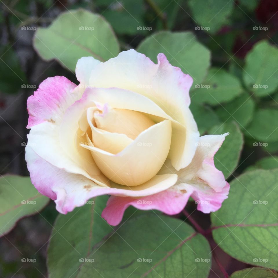 A very beautiful flower to inspire our morning.  How not to contemplate the beauty of nature? / Uma flor muito bonita para inspirar nossa manhã. Como não contemplar a beleza da natureza?