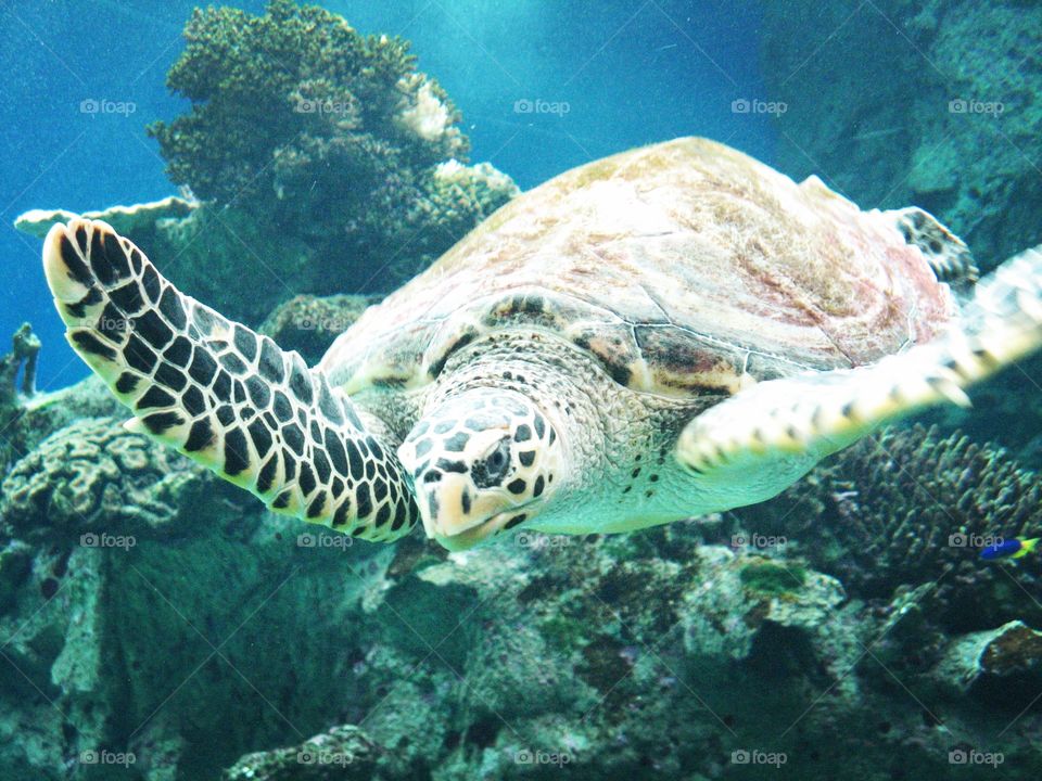 Turtle new Caledonia