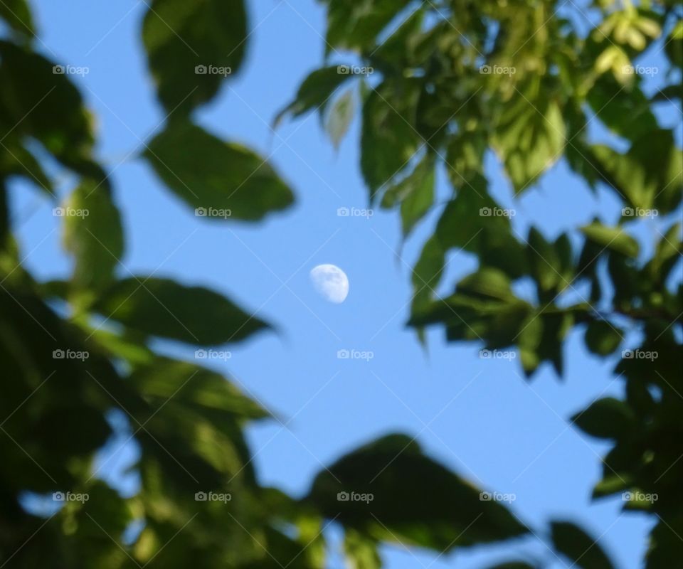 Mond hinter Blätter von einem Baum