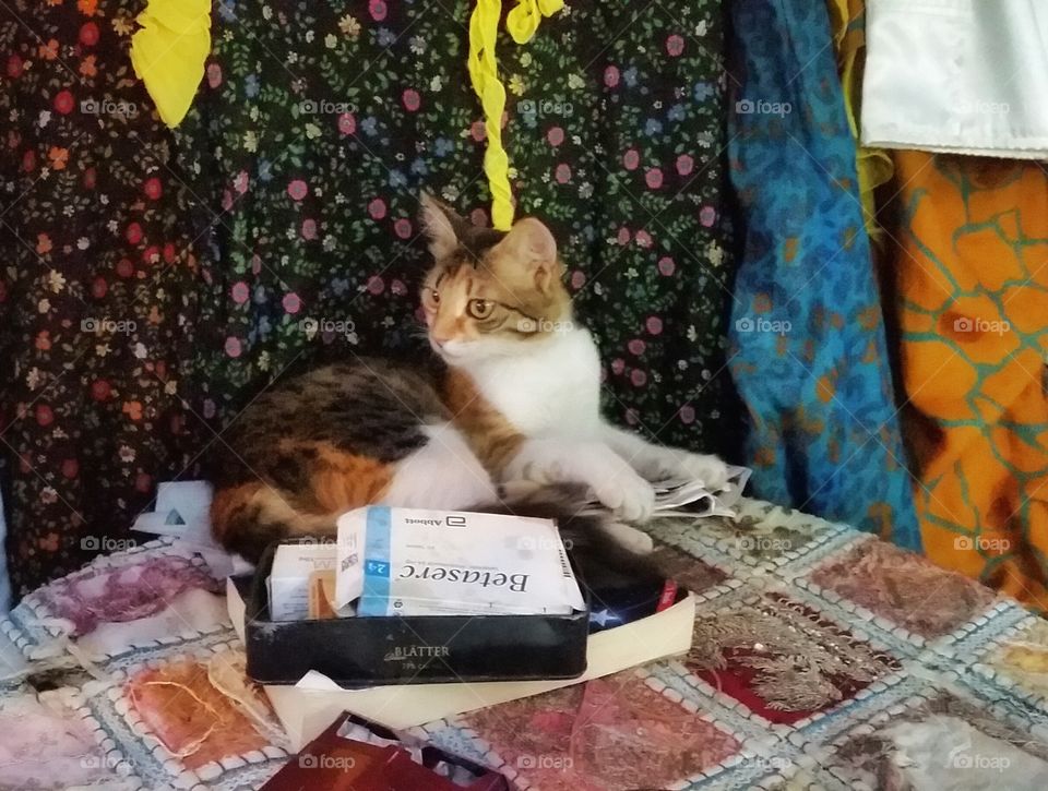 Cat on the table. From Turkey