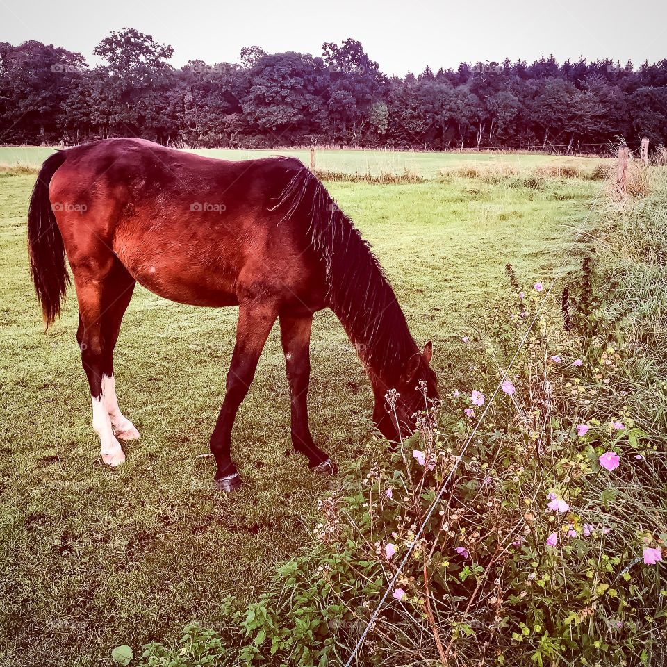 Horse in Denmark 